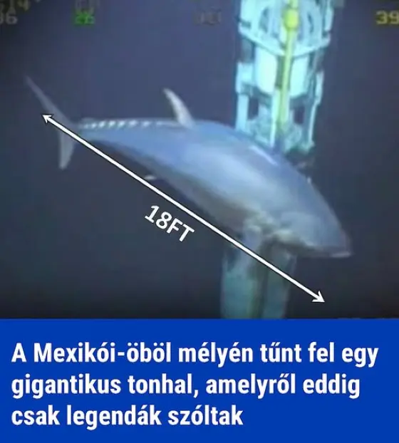 A Mexikoi Obol Melyen Tunt Fel Egy Gigantikus Tonhal Amelyrol Eddig Csak Legendak Szoltak